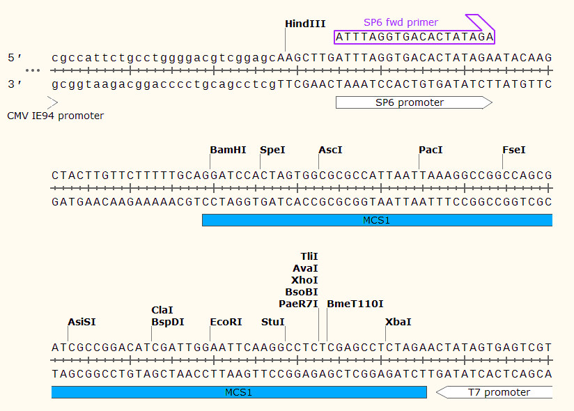 pCS2+8 多克隆位点1 点击看大图 pCS2+8 多克隆位点
1